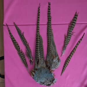 Ring Tailed Pheasant Feathers, 2 Large, 4 Small For Crafts Or Fly Tying